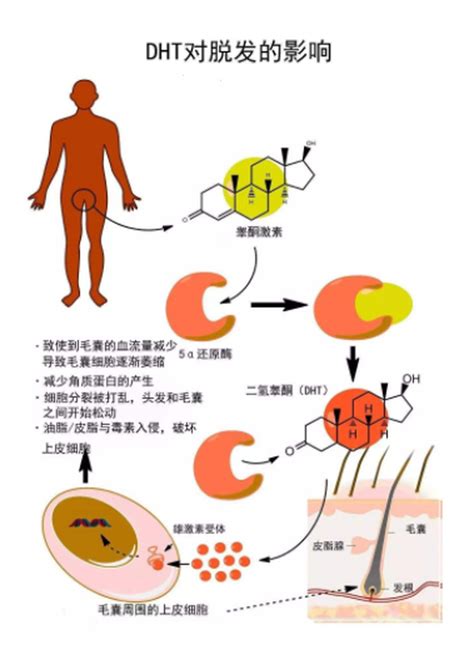 全身都是毛|深度解析：为什么有的人体毛旺盛，但却秃顶？